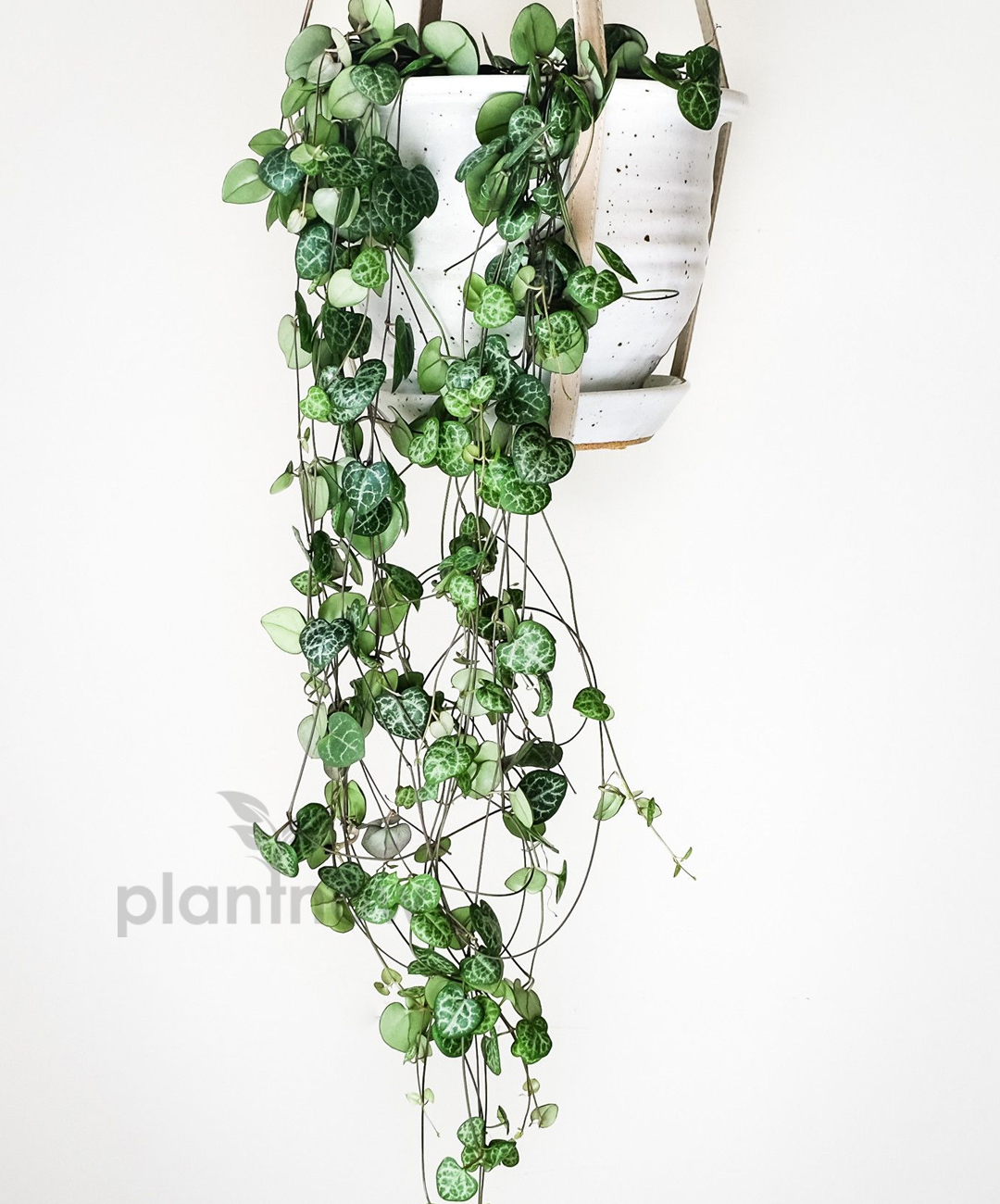 Buy String of Hearts -Sweetheart Vine Plant Online in UAE